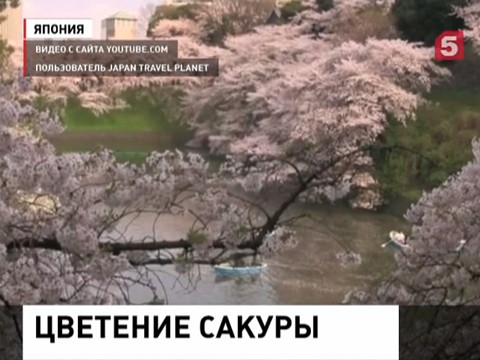 Япония ждёт наплыва туристов. Сакура расцвела раньше обычного