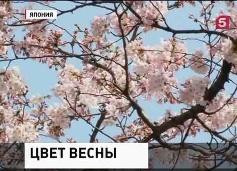 В Японии – пик цветения сакуры