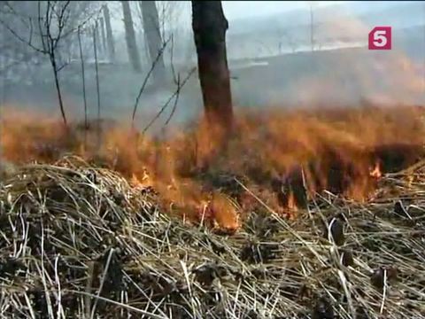 Площадь лесных пожаров в России продолжает увеличиваться, от стихии пострадали более 20 тысяч человек