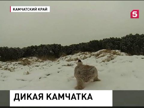 На Камчатке считают животных