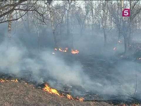 Площадь лесных пожаров в Сибири увеличилась вдвое