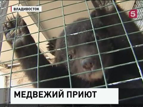 Во Владивостоке ищут новый дом для маленького гималайского медвежонка