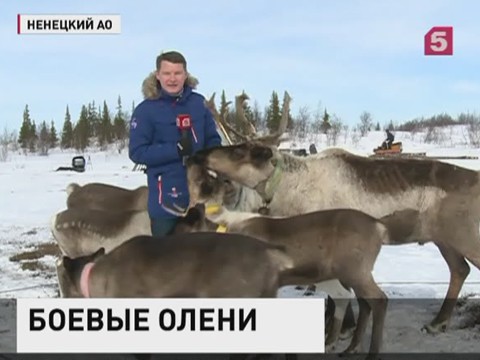 В Великой Отечественной принимали участие больше 6 тысяч оленей