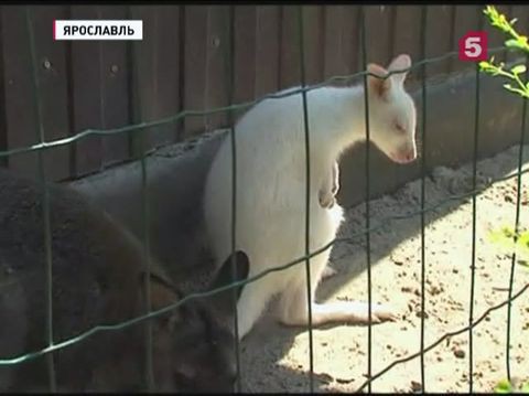 Посетителям Ярославского зоопарка показали необычного кенгуру-альбиноса