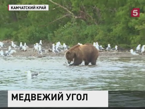 На Камчатке всё большей популярностью у туристов пользуется "медвежий угол"