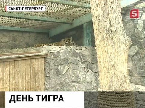 В Петербурге отметили Международный день тигра