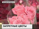 Россия  откажется от цветов из Нидерландов