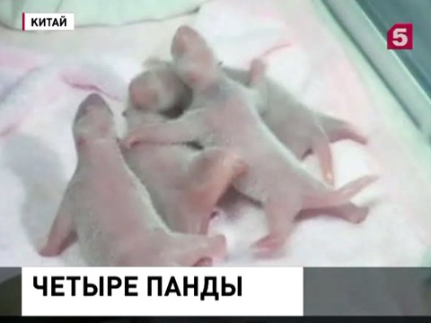 В Центре разведения гигантских панд в Китае родились 4 медвежонка