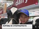 Британские фермеры привели в магазин коров, требуя повысить цены на молоко