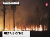 Площадь лесных пожаров в России снова увеличилась