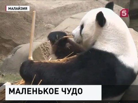 Гигантская панда Лян Лян родила детёныша в зоопарке в Малайзии