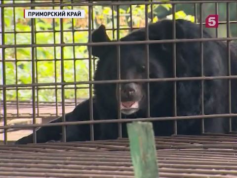 Животных из уссурийского зоопарка решено не эвакуировать