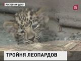 В Ростовском зоопарке у дальневосточных леопардов родилась тройня