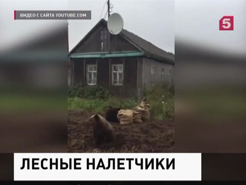 В интернете набирает популярность ролик "мишки отжимают картошку"