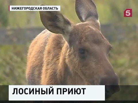 В Нижегородской области появился приют для лосят-сирот