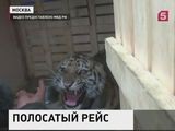 Спасенный в Нижневартовске тигренок прилетел в Москву