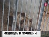 Башкирским полицейским пришлось ловить медведя в городе