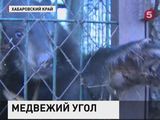 В Хабаровском крае возводят гостиницу для медведей