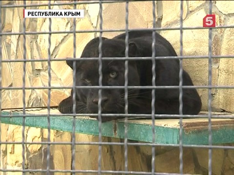 В крымском сафари-парке провели спасательную операцию