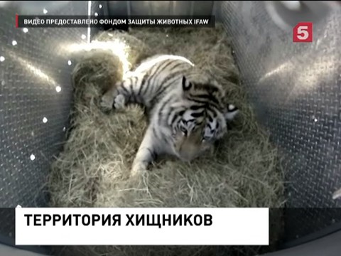 Учёные смогли восстановить популяцию амурского тигра