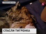 В Приморском крае спасли маленького амурского тигрёнка