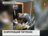 В Приморье нашли уже третьего за зиму осиротевшего амурского тигрёнка