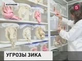 ВОЗ собирается на экстренное заседание из-за вируса Зика