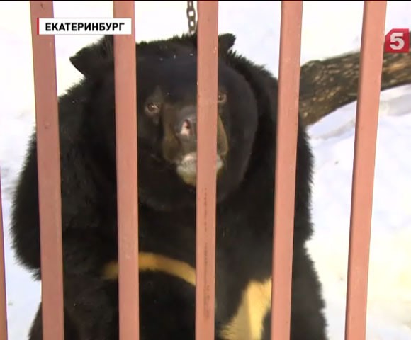 Аномально теплый февраль разбудил двух медведей в Екатеринбургском зоопарке