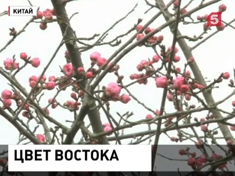 На юго-западе Китая проснулись многочисленные деревья сливы