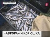 В Петербурге пересеклись пути «Авроры» и корюшки