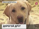 Собака-поводырь не понравилась чиновникам  в Нижнем Новгороде