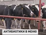 Новосибирские ветеринары нашли в молоке антибиотики в недопустимых количествах