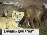 В Дагестане фермеры приучают животных к фитнесу