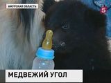 Жительница Благовещенска приютила у себя двухмесячного медвежонка