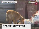 Жительница Нижнего Новгорода  обвинила  местных чиновников  в разгуле  бездомных собак