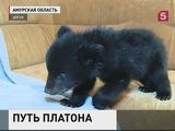 Подкинутый в приют Благовещенска медвежонок получил постоянную прописку