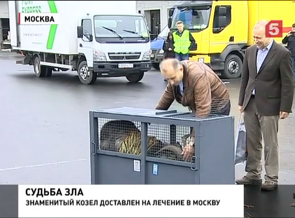 Козла Тимура отправили  на лечение в Москву