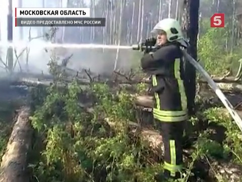 Лесной пожар в Подмосковье чуть не уничтожил поселок