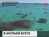 В Австралии акулы набросились на мертвого кита