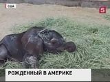 В зоопарке Далласа к публике вышел новорожденный слоненок