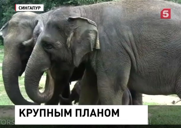 В зоопарке Сингапура долгожданное пополнение