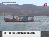 В Приморье развивают устричное производство