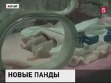 В китайском городе Чэнду родились первые в этом году панды-близнецы