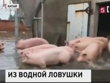 В Китае из зоны наводнения эвакуируют животных