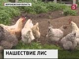 В Воронежской области пенсионеры воюют с лисами