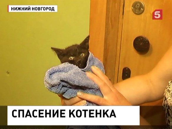 Спасатели разрушили стены трех квартир, спасая котенка