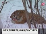 В мире отмечают Международный день тигра