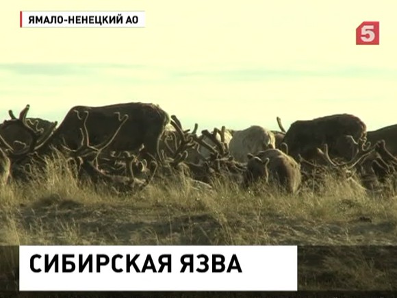 На Ямале зафиксирована вспышка сибирской язвы