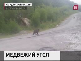 В Магадане обнаглели медведи. Виноваты коммунальщики и любители селфи