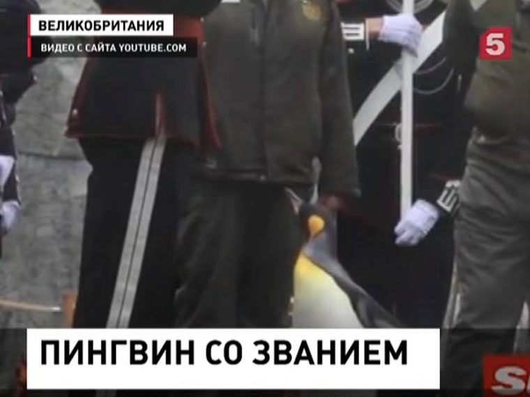 Пингвину присвоили звание генерала Королевской гвардии Норвегии